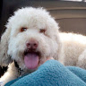 Meet your Posher, Shelby